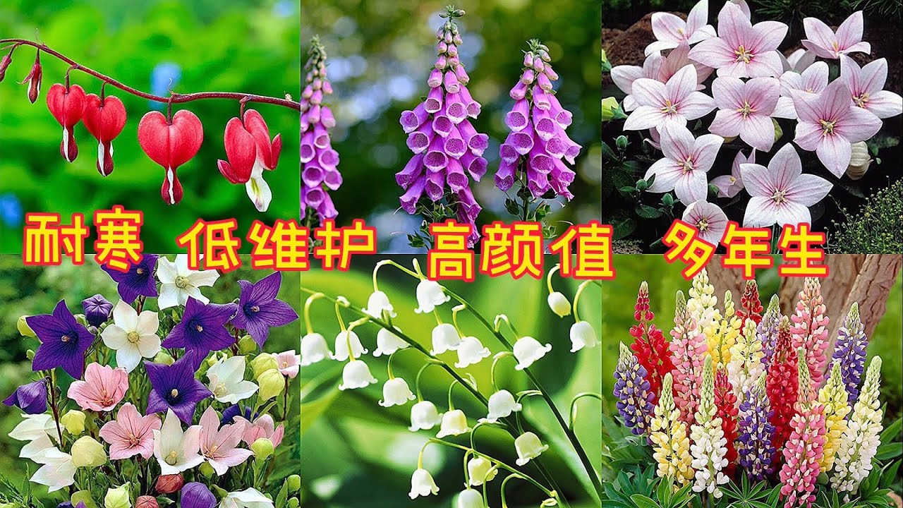 加拿大耐寒的多年生花卉Part 1.【莎拉养花】