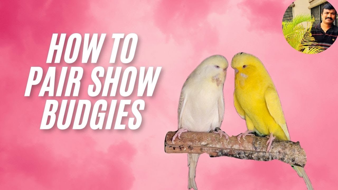 Budgies Breeding : How to Pair Show Budgies | HMS Aviary #birds #budgies