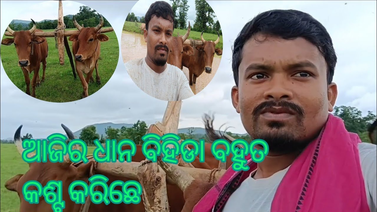 ଆଜିର ଧାନ ବିହିଡା ବହୁତ କଶ୍ଟକରିଛେ