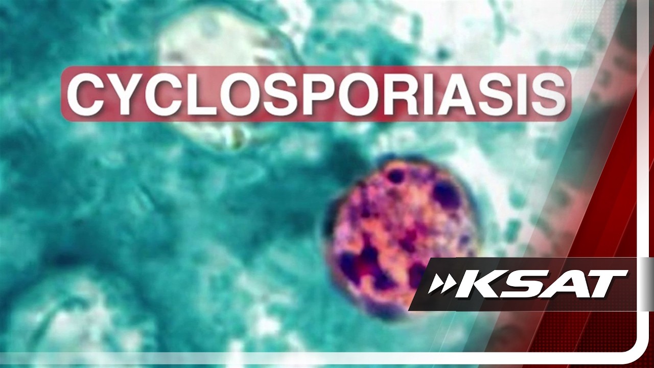 Что такое Cyclospora cayetanensis? CDC сообщает о паразите, вызывающем желудочные заболевания в С...