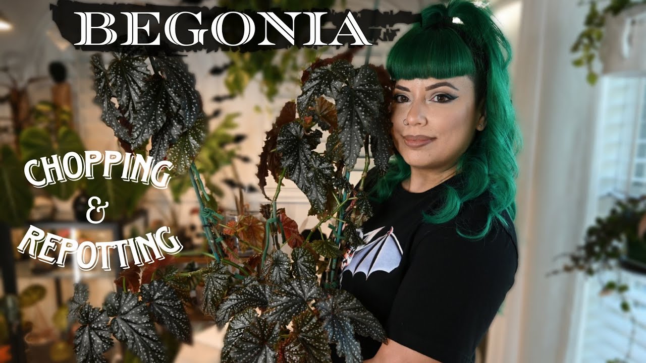 Chopping my Begonia | Fannie Moser