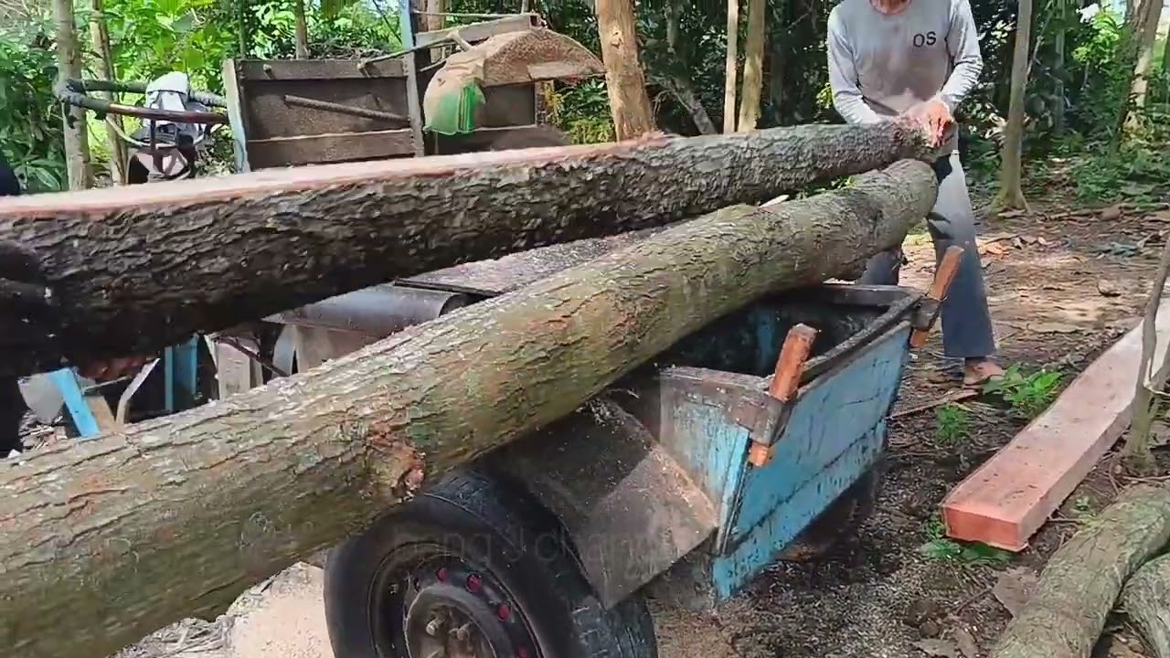 Membuat balok dari kayu mahoni menggunakan gergaji mesin serkel rakitan