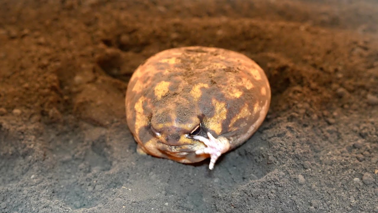 Умная круглая лягушка, которая ложится спать после того, как пописала😴