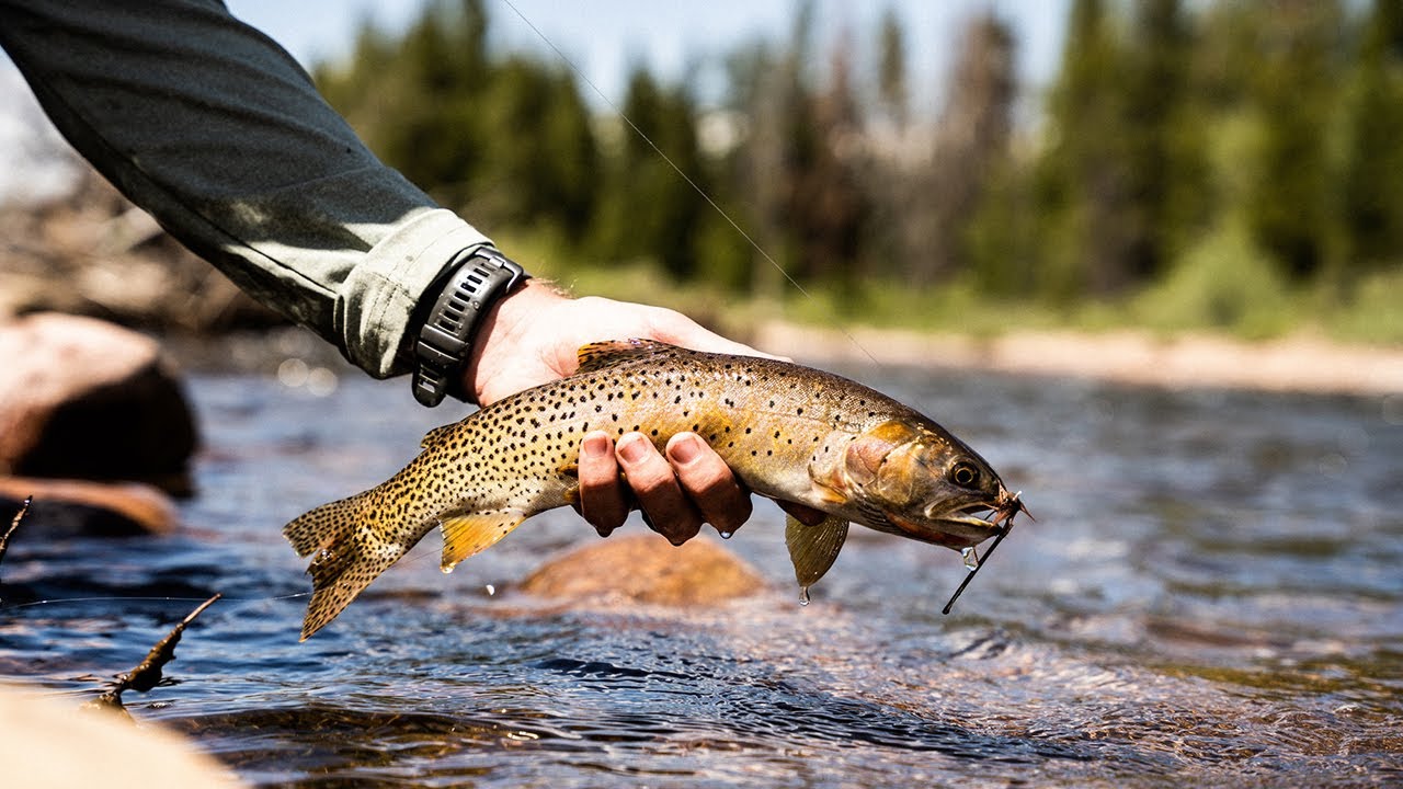 Utah's Cutthroat Trout: A Guide for Anglers
