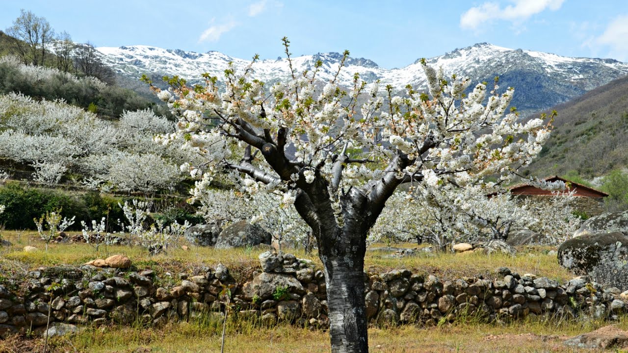 CEREZOS en FLOR - Valle del Jerte [HD]