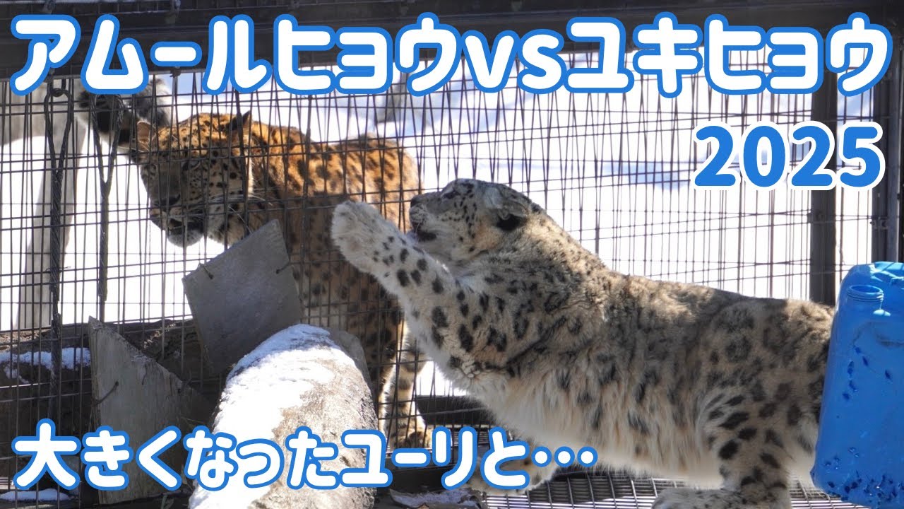 アムールヒョウvsユキヒョウ〜2025年春バージョン〜＠旭山動物園