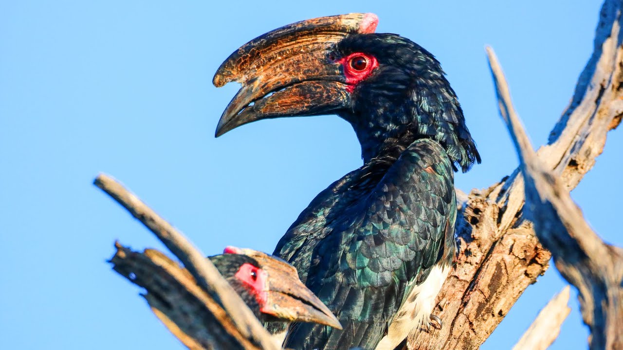 Rescued and Resilient: Juvenile Southern Trumpeter Hornbill's Return to the Wild