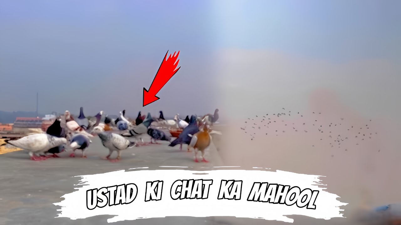 Hamare Ustad ki chat ka dobara visit ❤️ || Kabootar nazro se gayab 😳 || Pets Zone 