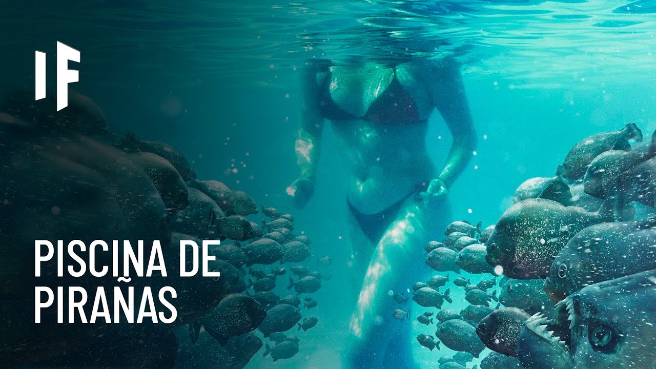 ¿Qué pasaría si cayeras en una piscina llena de pirañas?