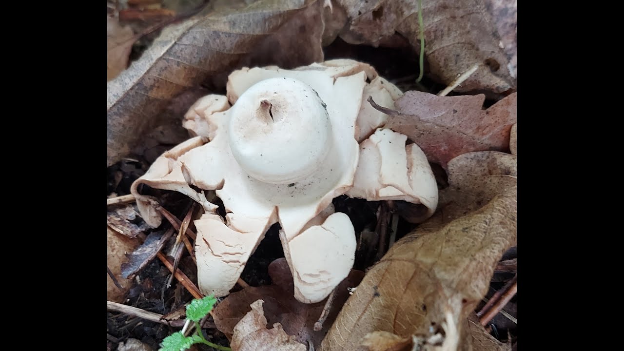 Wald zur Pilzzeit 2025