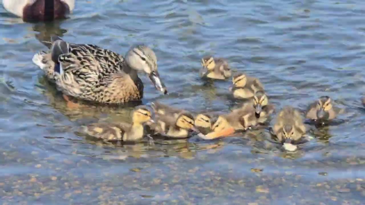 Wild newborn ducklings with both parents having fun in May