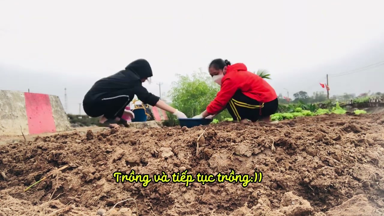 Trồng lạc 🥜 🥜 🥜 
