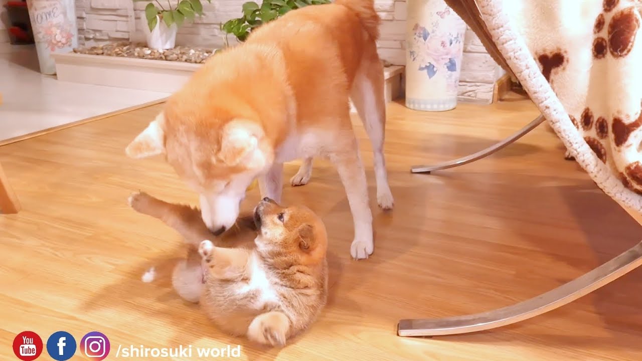 Rare instance of Suki playing with group Oji ❤️