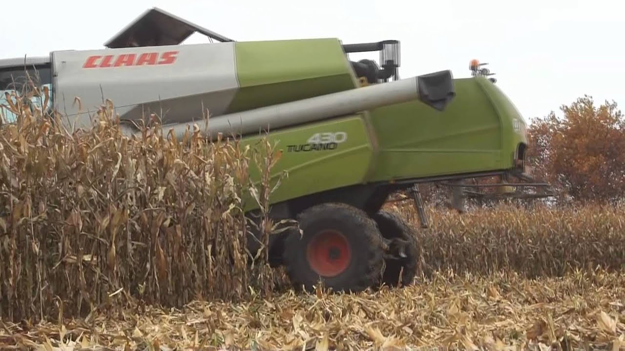 Landbouwhaspengouw- Claas Tucano 430 maïs dorsen LWB