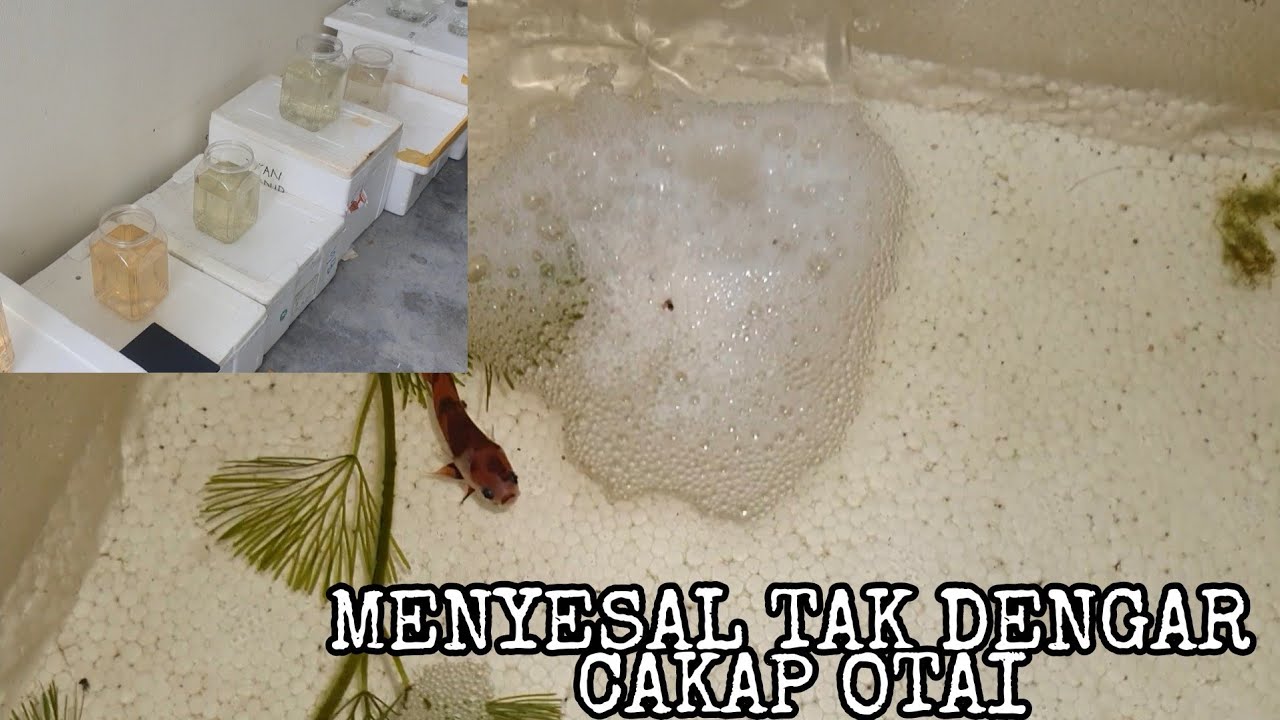 MENYESAL BREED?