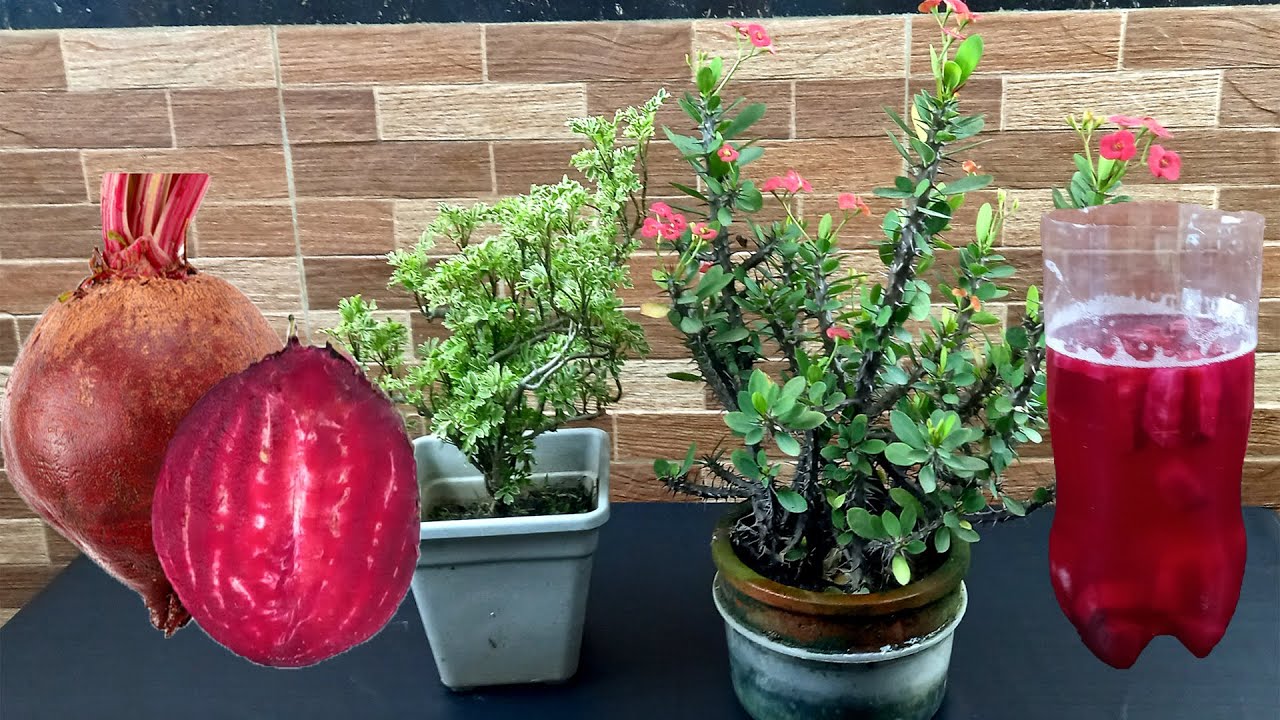 Use beetroot as natural fertilizer | Organic fertilizer for any plants