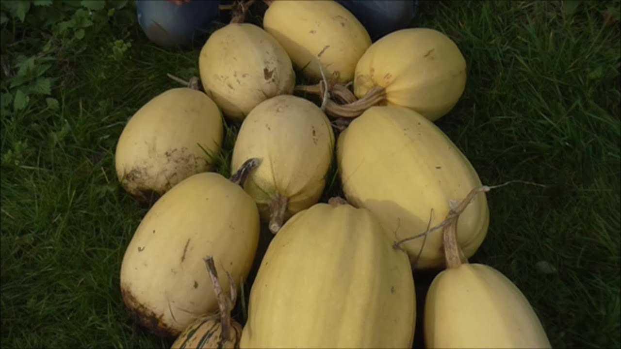 HOW TO GROW SPAGHETTI SQUASH FROM START TO FINISH #gardeninguk #homestead #gardening