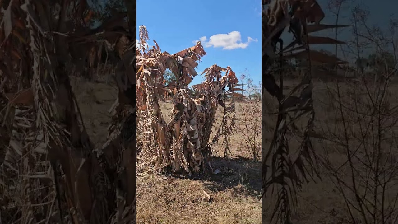 Devastation after the frost at Jamaica Farms 