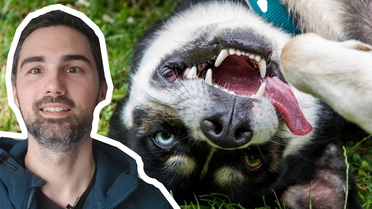 Eduquer un HUSKY SIBERIEN - Race de chien et éducation canine