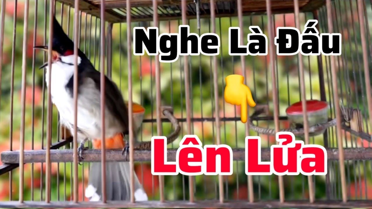 Tiếng Chào Mào Hót Đấu Kích Bổi Lên Lửa | Luyện Chào Mào Sổ Giọng Hót Căng Lửa. Chào Mào