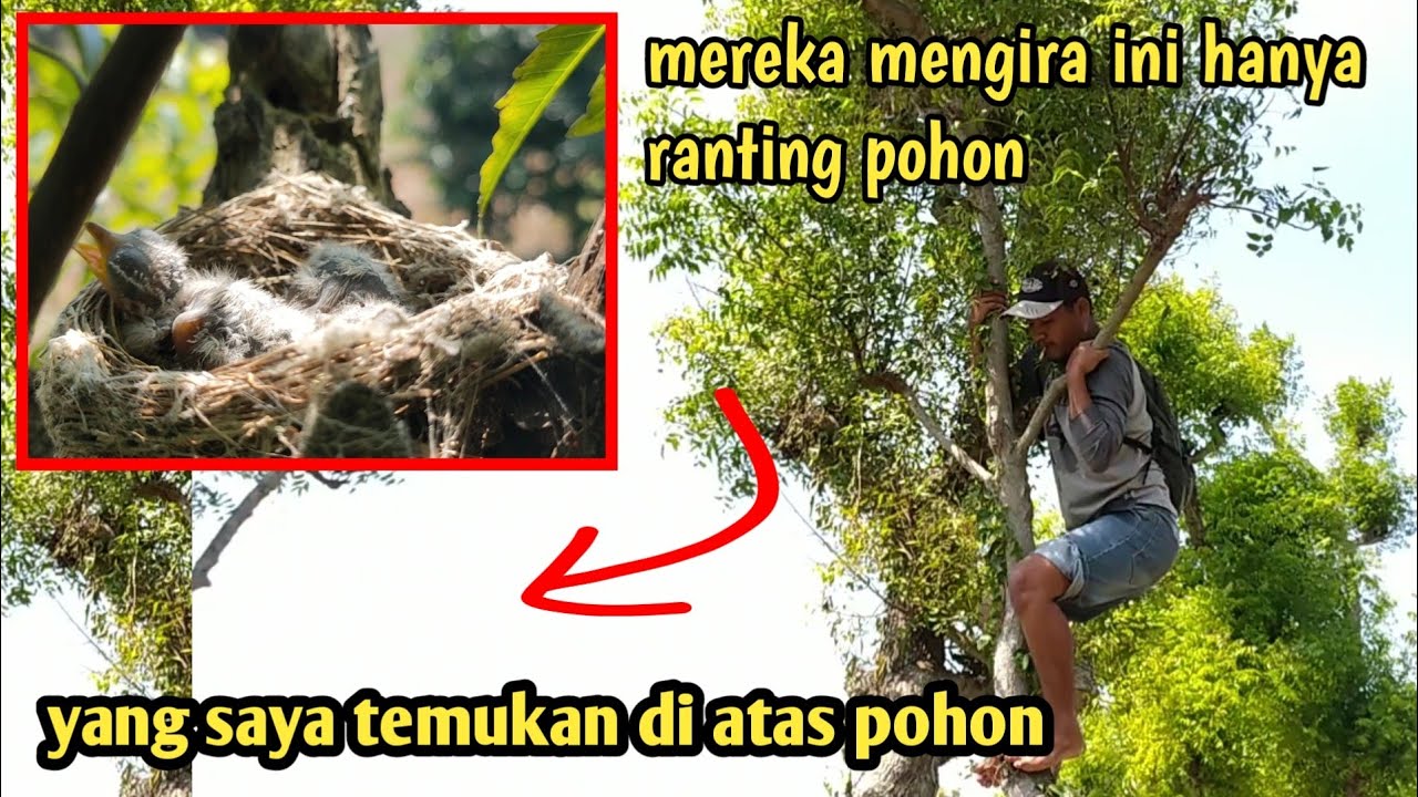 Sarang burung yg sulit di cari, sarangnya mirip burung sirpu