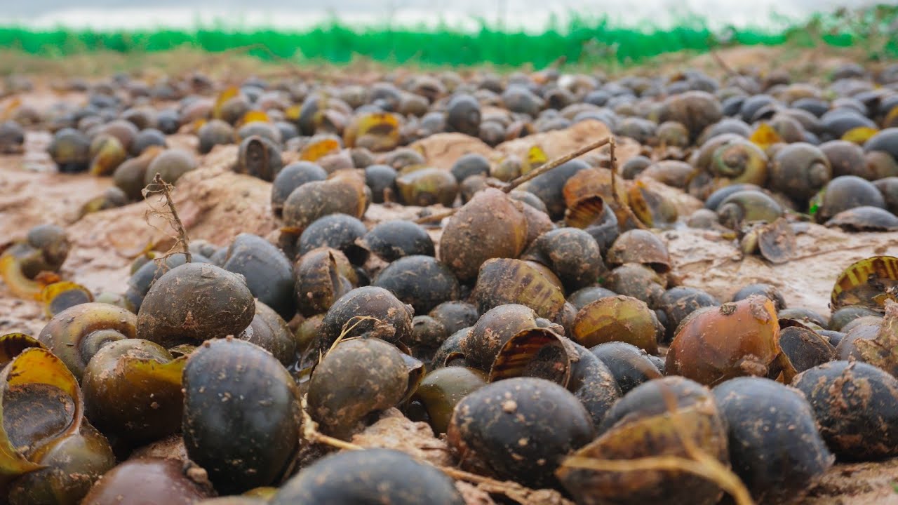 Unique ! Fishermen pick a lot of snails that they threw away - Amazing fishing today 