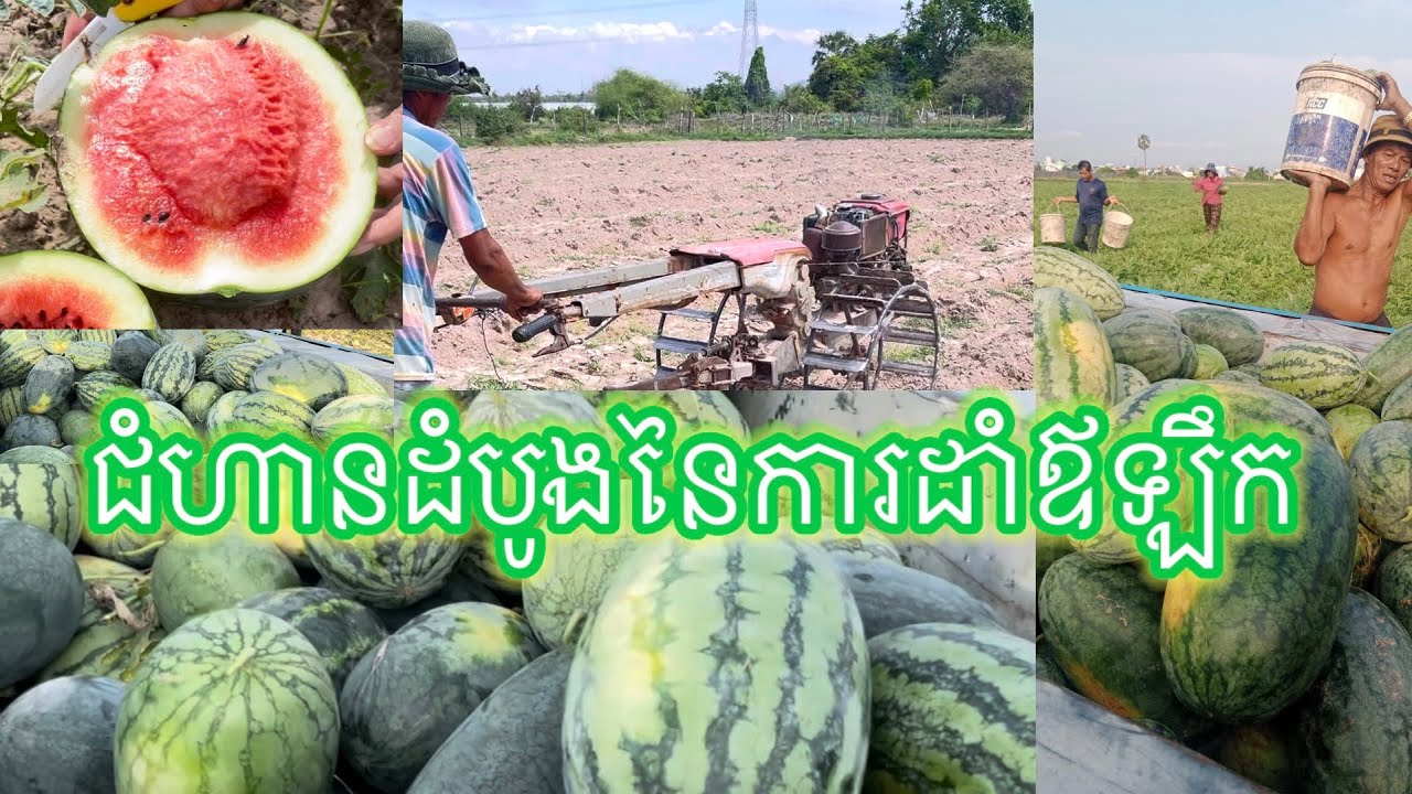 001 ជំហានដំបូងការដាំឪឡឹក