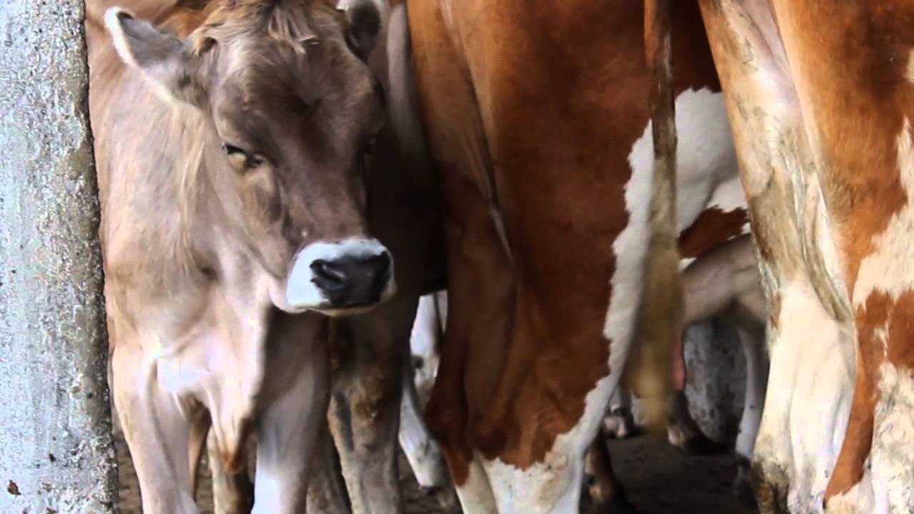 Alpe Costa del Palio