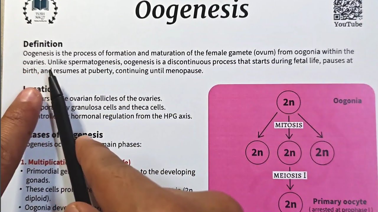 Oogenesis - Easy notes for exams