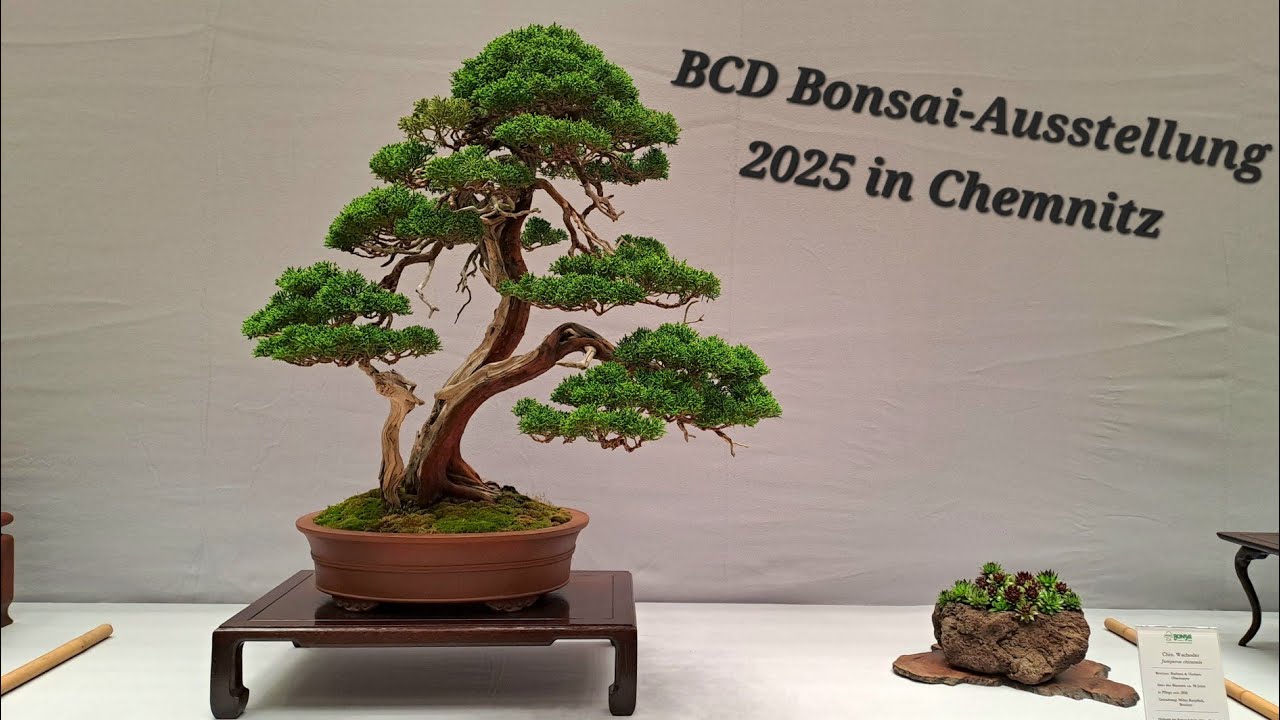 BCD Bonsai Bundesausstellung Chemnitz 12-13.April 2025