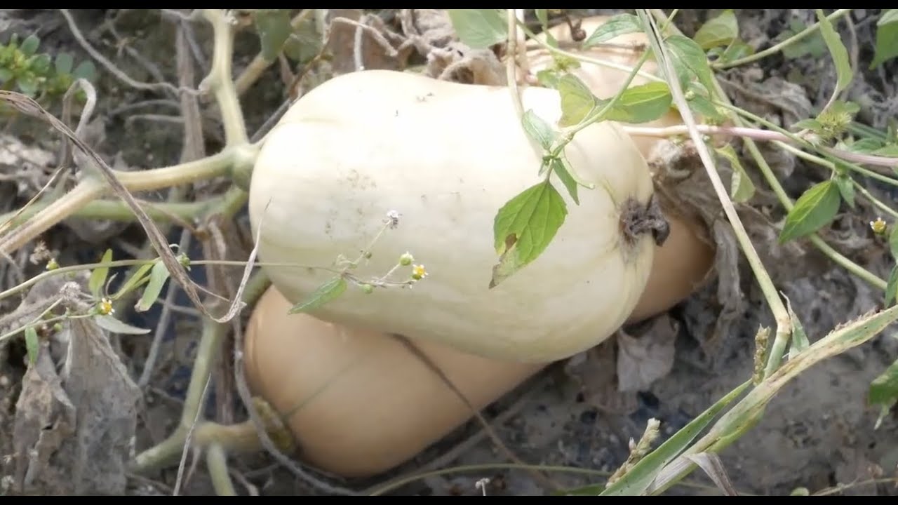 Cultures automnales et courge butternut chez Michel Rébujent