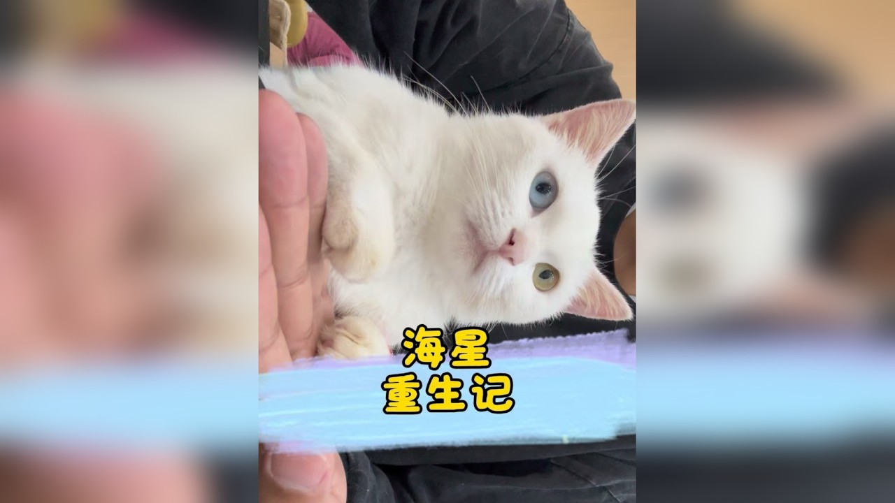 海星从一颗流星变成恒星的故事 感谢大家的共同努力 才有了这样的一个结果