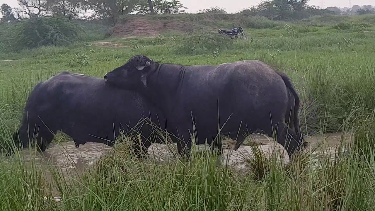 Haq di ladai (झोटे की लड़ाई)