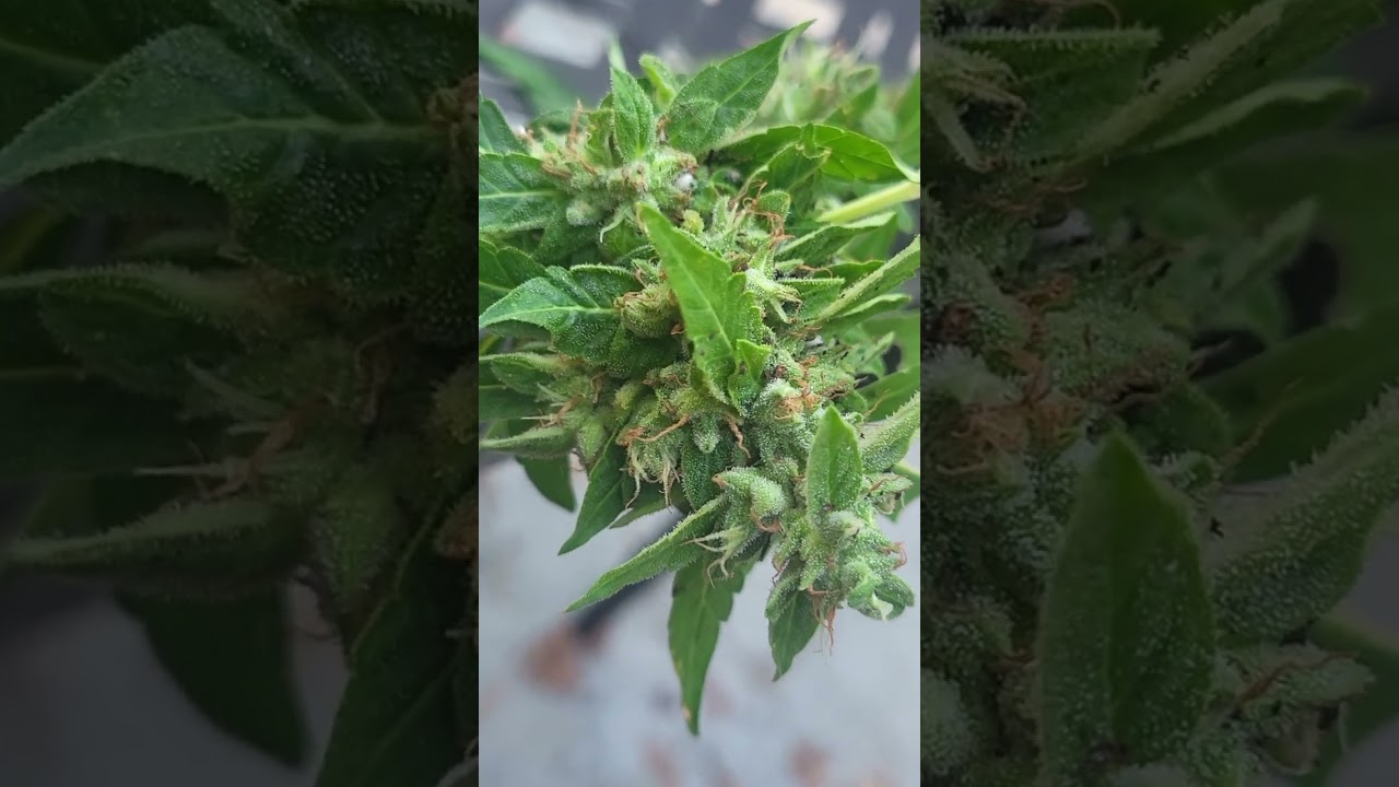 choppin down my LSD-25 auto from fast buds seeds. [outdoor]