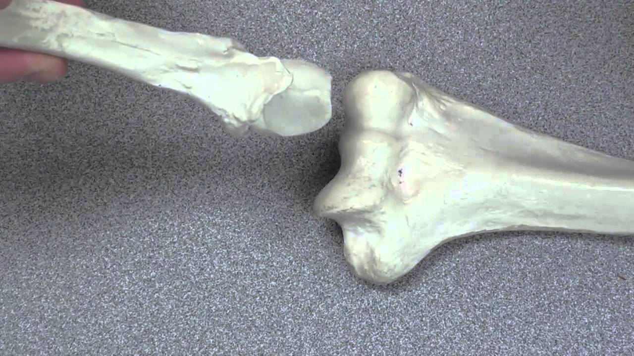 Distal Humerus
