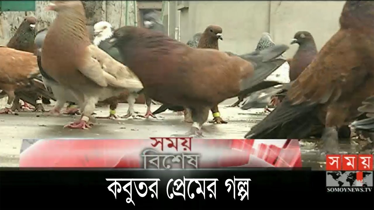 এক হাজার কবুতরের সঙ্গে প্রেম ! | Pigeon | Somoy Exclusive