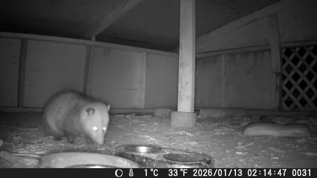 Hut Squirrels ft. opossum 1/13/26