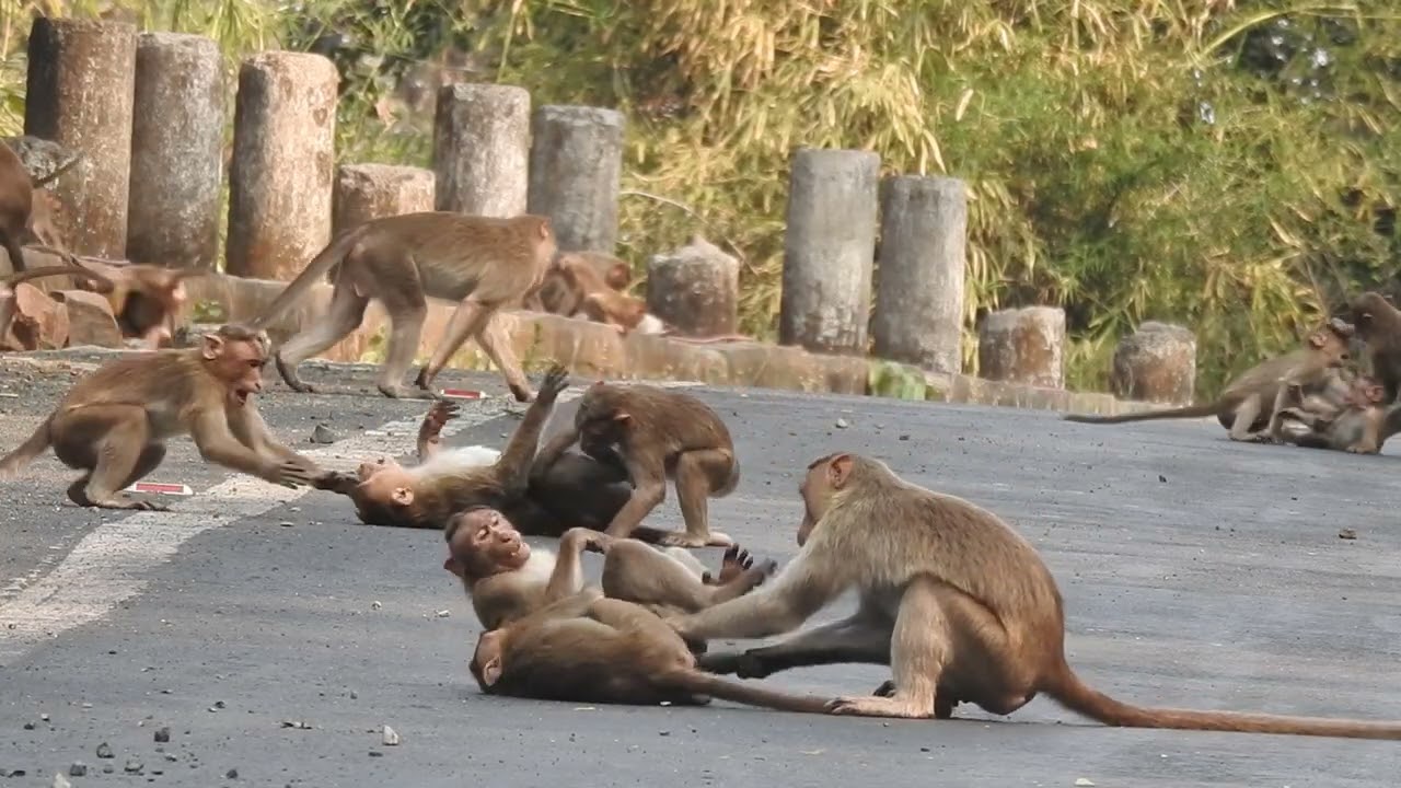 Bonnet Macaque playfulness 
