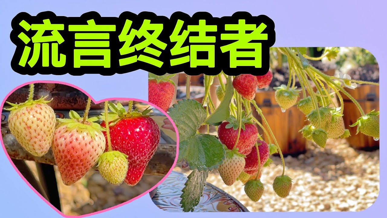 园艺篇446 草莓容易感染沙门氏菌和甲肝？草莓还没长大就红了还不甜！