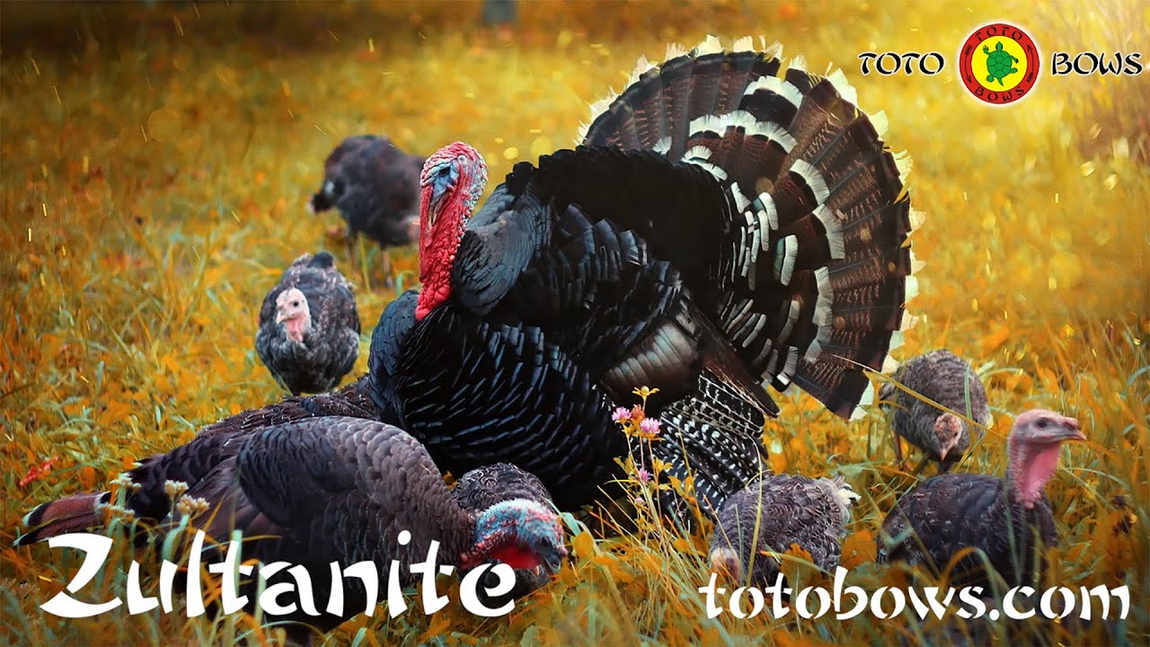 TOTO BOWS Zultanite