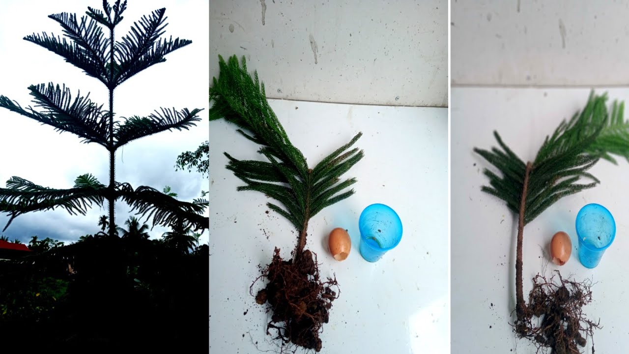 How To Planting,Pine Tree Using Egg.