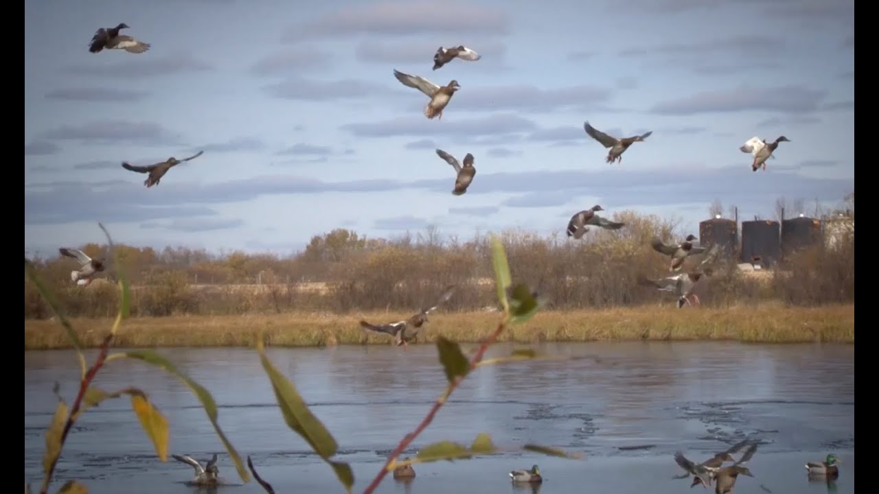 Saskatchewan waterfowl with the Avian X TV Crew