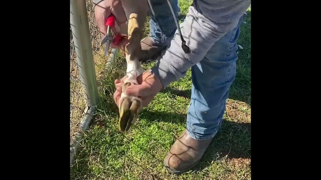 Cómo cortar pezuñas de cabra con El Guayavero!