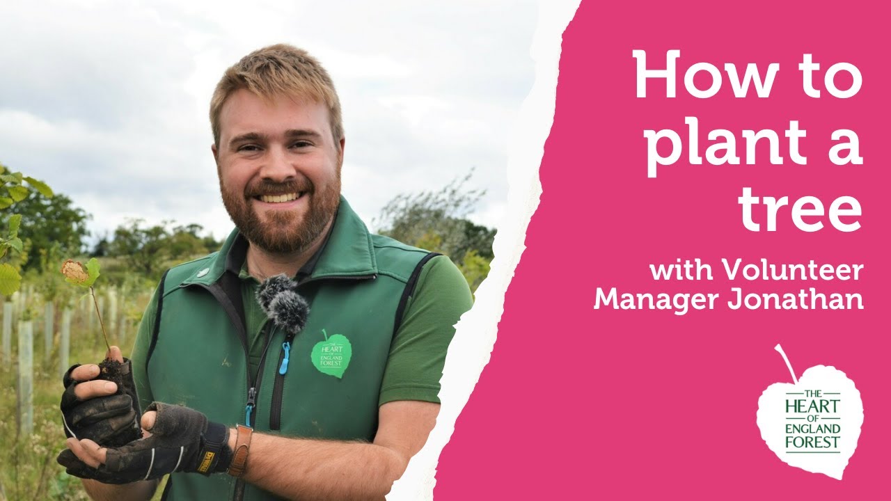 How to Plant a Tree with the Forest