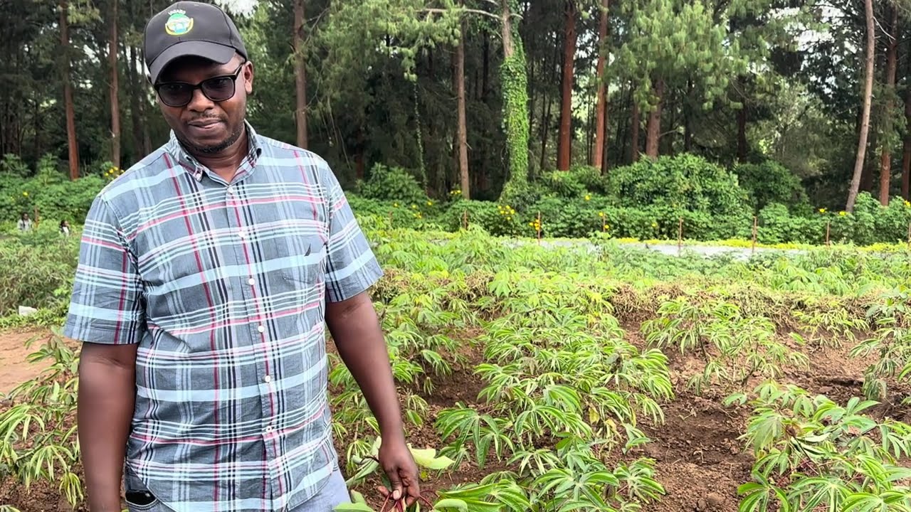 IMYUMBATI ITARWARA KABORE 🇷🇼IZABA YERA CYANE KANDI YIHANGANIRA IMIHINDAGURIKIRE Y'IBIHE - TUBANE