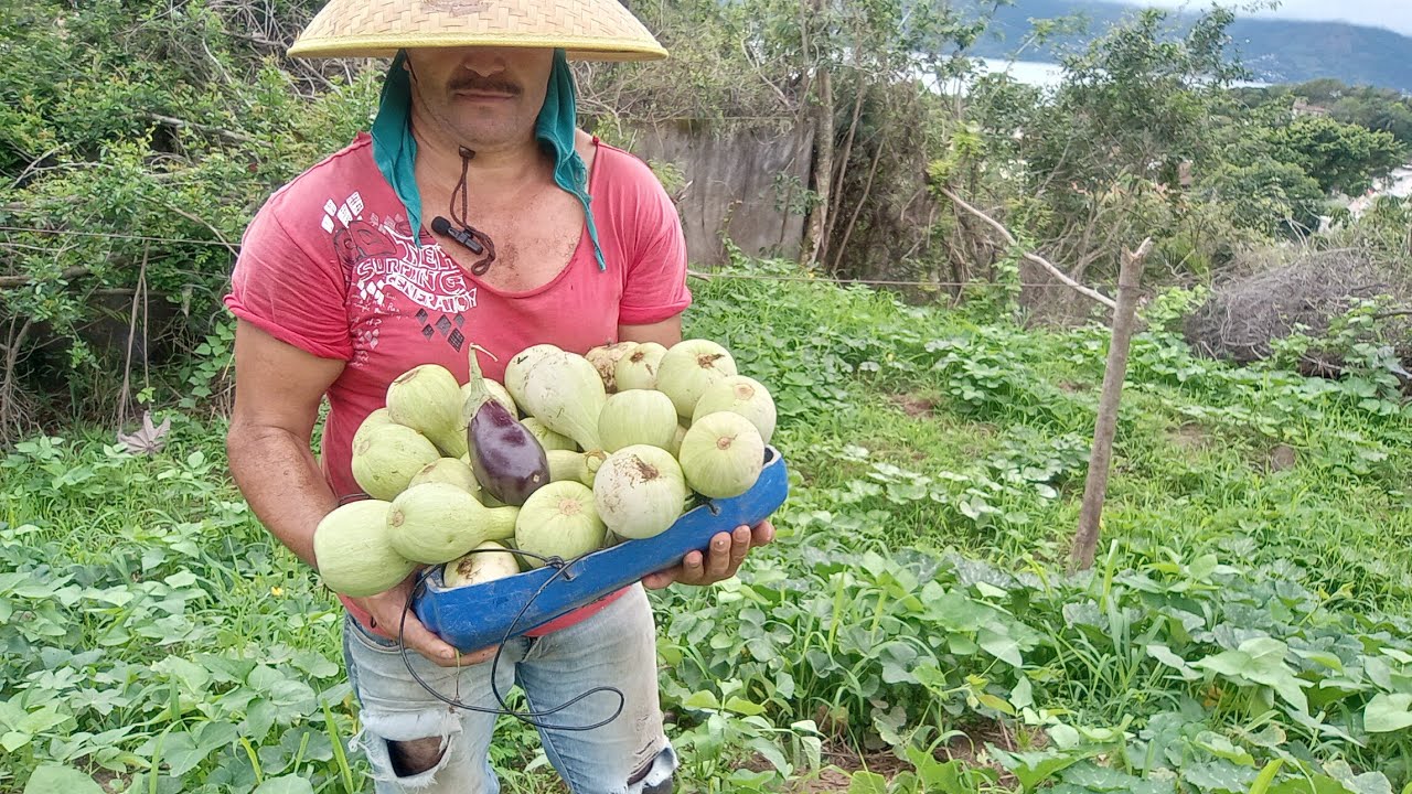 poda do jeito certo e só esperar que vai brotar de abóbora