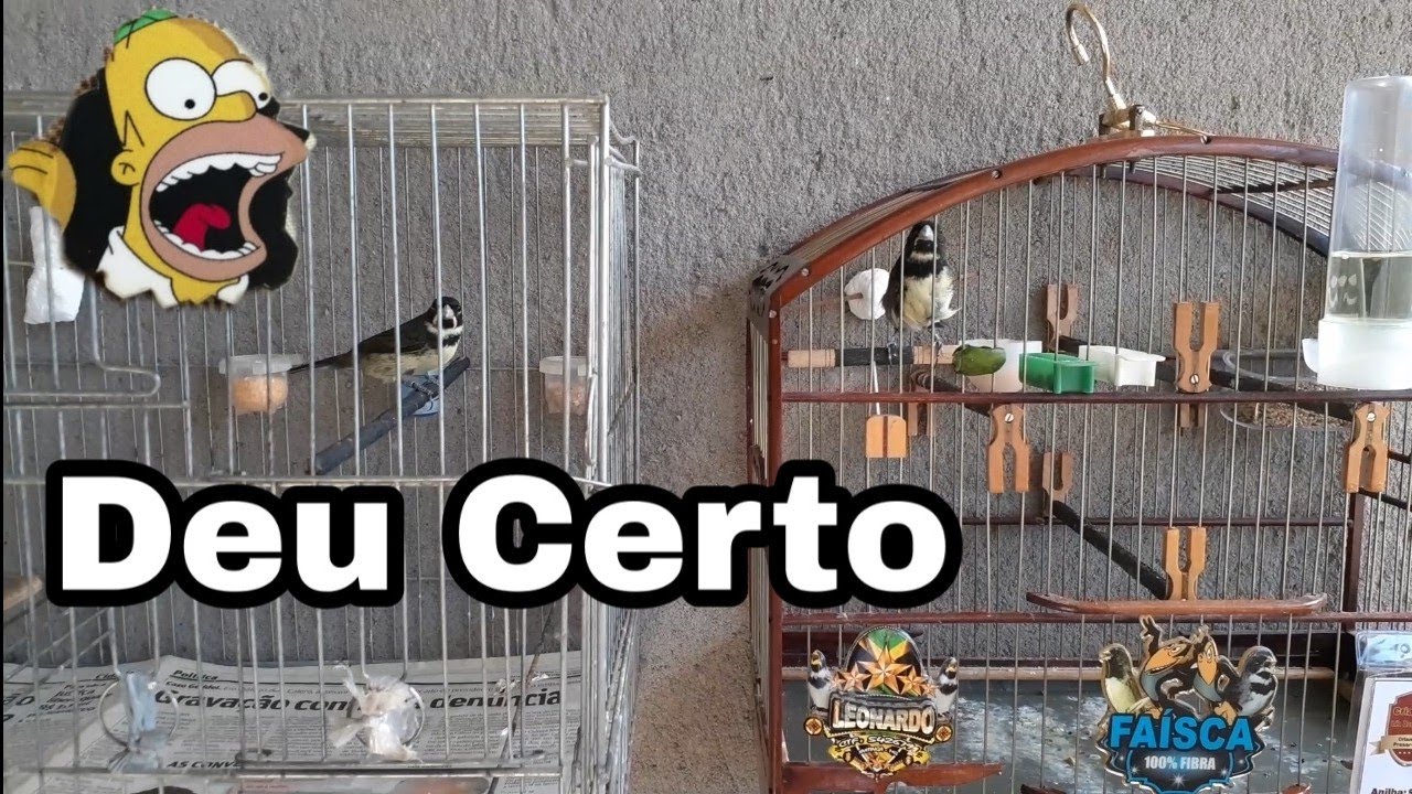 O Segredo para Aprontar Rápido Todos os Coleiros de Muita Fibra