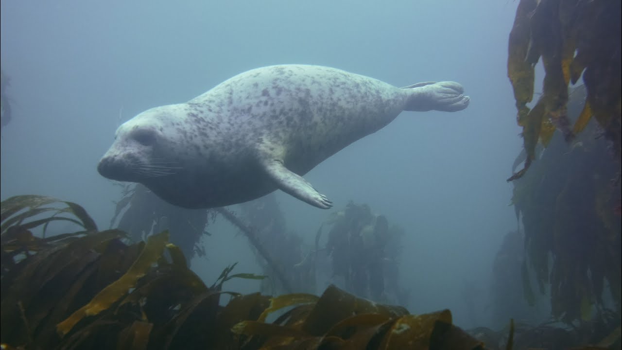 Farnes diving with seals 14 Oct 2022