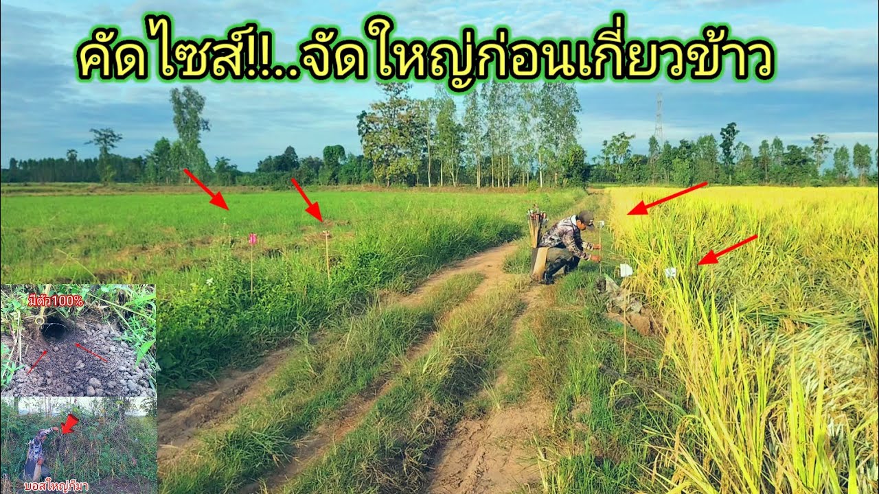 จัดหนักฝูงใหญ่!!เริ่มแล้วฤดูกาลดักหนูนาข้าวเหลืองรับลมหนาวที่มีแต่หนูใหญ่ทั้งนั้นเลย