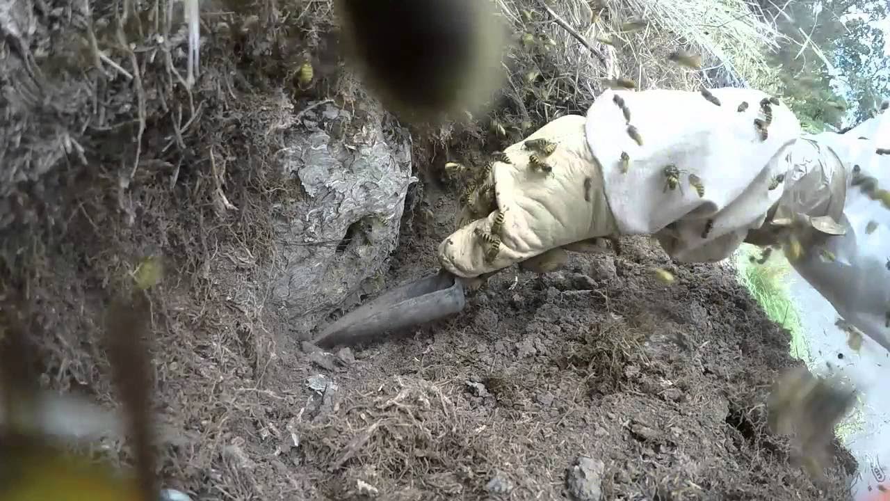 Wasp Nest Excavation in New Zealand || ViralHog